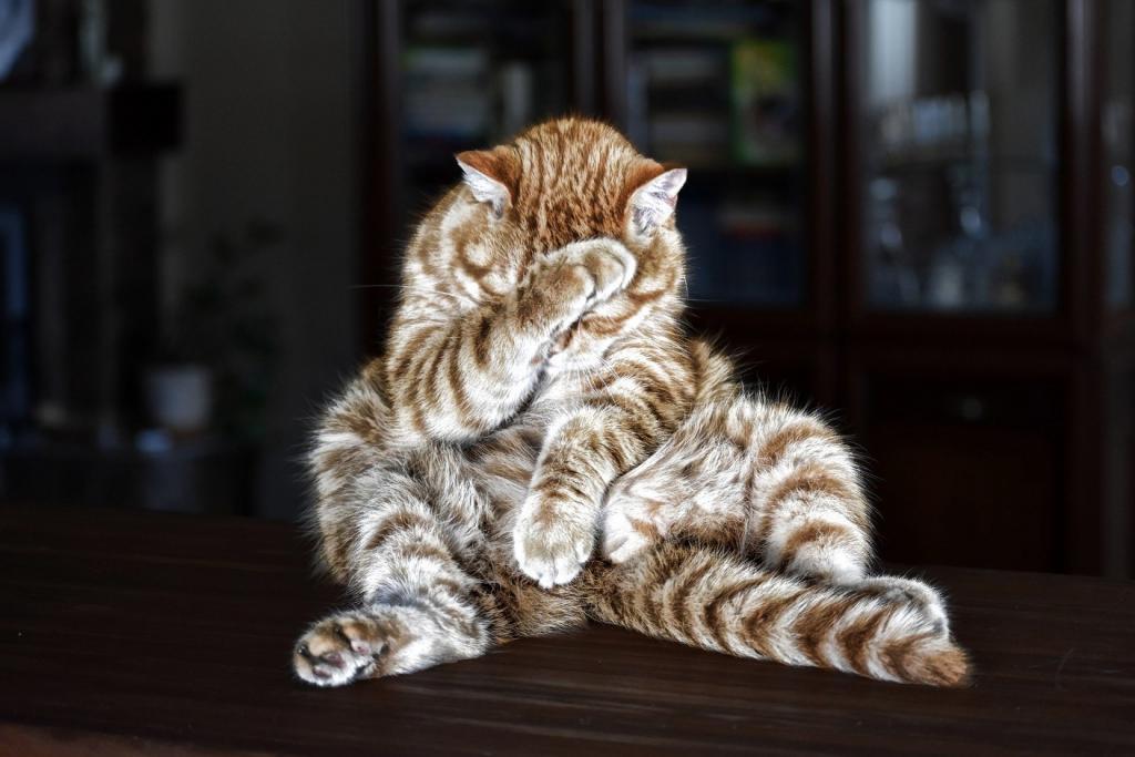 A cat sitting on a table Description automatically generated