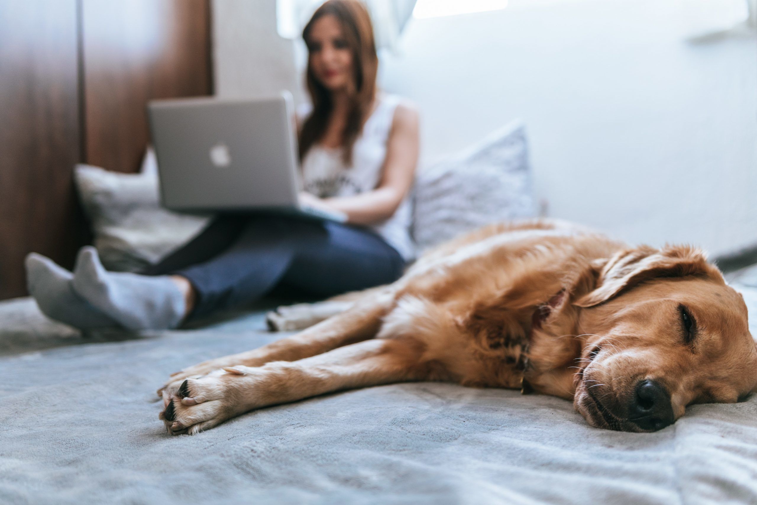 Working from Home? Daniel Calugar Shares 10 Steps to Defend Your Devices Golden Retriever lying on bed