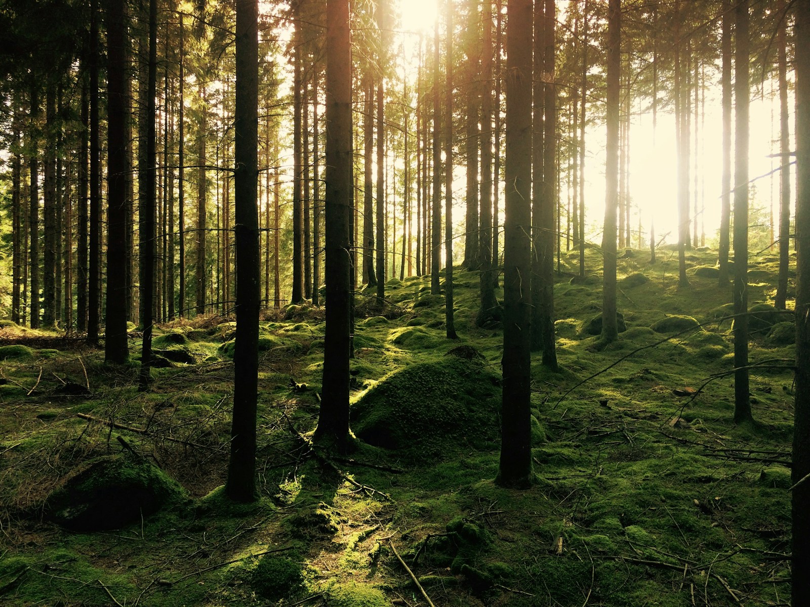 Forest Appreciation green pine trees