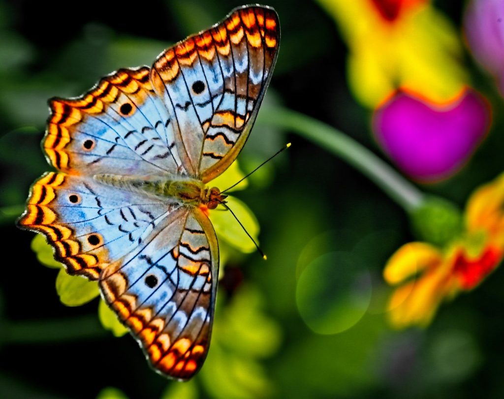 A white peacock butterfly with orange and black markings on a yellow flower