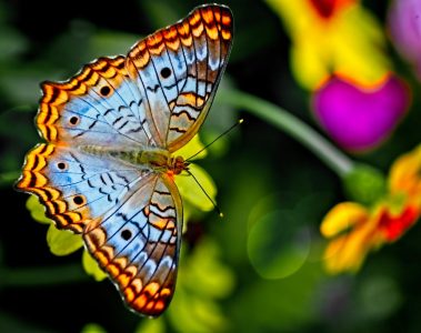 A white peacock butterfly with orange and black markings on a yellow flower
